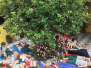 2020 - Projeto Roda de frutas 